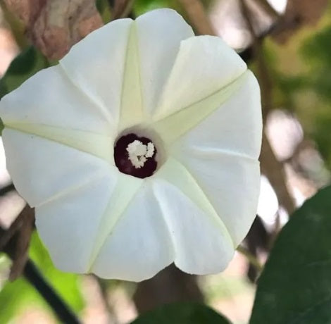 morningglorygoldenwhiteheirloomnongmohighgerminationorganicgarden flower seeds