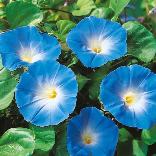 morninggloryheavenlybluevineimportedheirloomnongmohighgerminationorganicgarden flower seeds