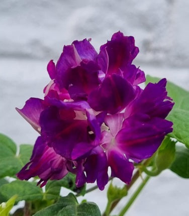 morningglorypurplehigeopenpollinatedheirloomnongmohighgerminationorganicgarden flower seeds