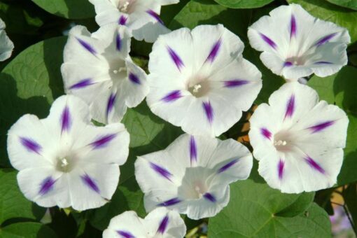 morningglorymilkywayopenpollinatedheirloomnongmohighgerminationorganicgarden flower seeds