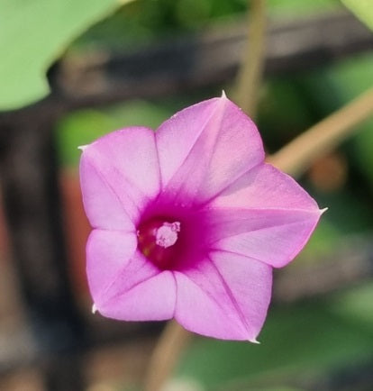 morninggloryminiheirloomnongmohighgerminationorganicgarden flower seeds
