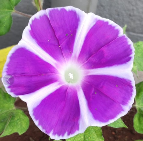 morningglorymtfujipurplevineimportedheirloomnongmohighgerminationorganicgarden flower seeds