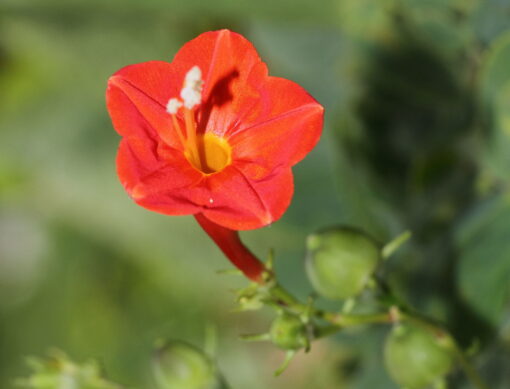 morninggloryredipomoeahederifoliaopenpollinatedheirloomnongmohighgerminationorganicgarden flower seeds