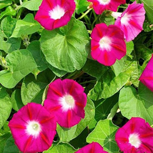 morninggloryscarletoharavineimportedheirloomnongmohighgerminationorganicgarden flower seeds