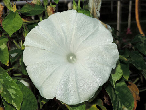 morninggloryshirayukiopenpollinatedheirloomnongmohighgerminationorganicgarden flower seeds