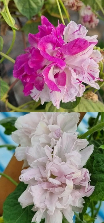 morninggloryshivahigeheirloomnongmohighgerminationorganicgarden flower seeds