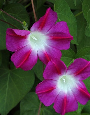 morningglorysplitpersonalityimportedheirloomnongmohighgerminationorganicgarden flower seeds