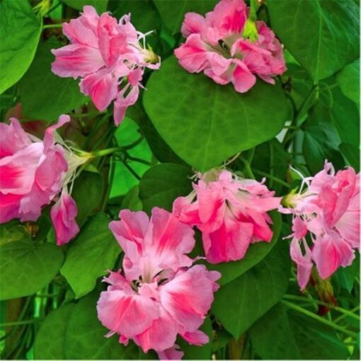 morningglorysplitsecondimportedheirloomnongmohighgerminationorganicgarden flower seeds
