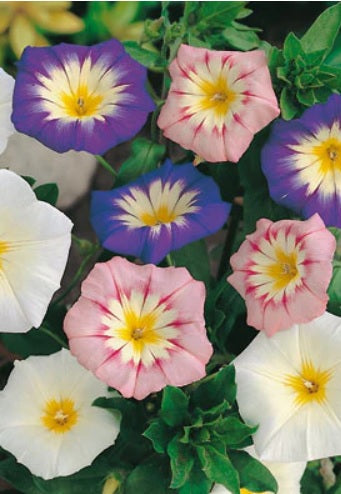 morninggloryensigntricolorimportedheirloomnongmohighgerminationorganicgarden flower seeds