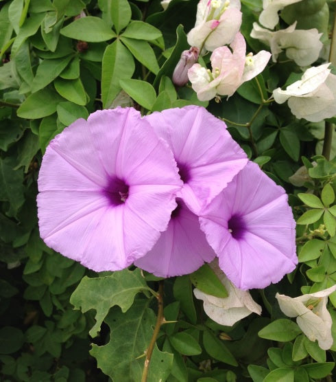 morninggloryvioletvineopenpollinatedheirloomnongmohighgerminationorganicgarden flower seeds
