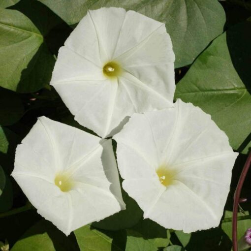 morningglorysnowwhitevineopenpollinatedheirloomnongmohighgerminationorganicgarden flower seeds