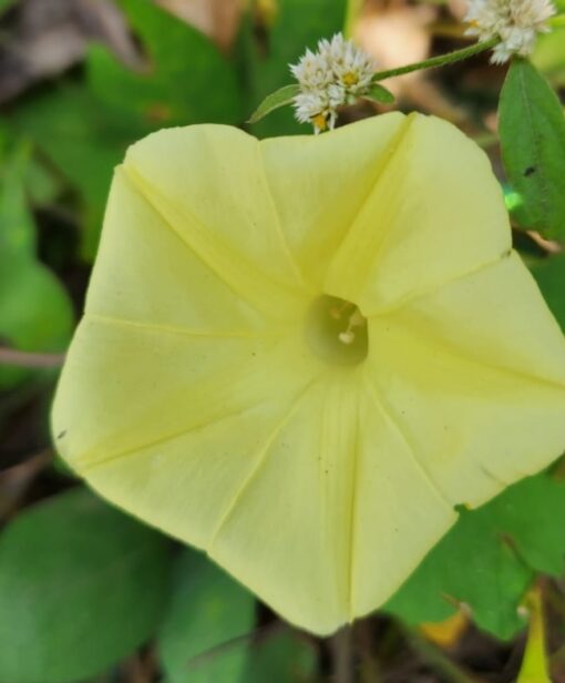 morninggloryyellowheirloomnongmohighgerminationorganicgarden flower seeds
