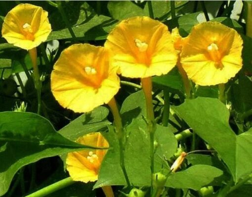 ipomoeahederifoliamorninggloryyellowopenpollinatedheirloomnongmohighgerminationorganicgarden flower seeds
