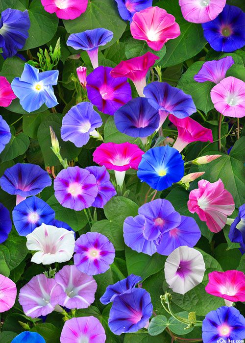 morninggloryheirloomnongmohighgerminationorganicgarden flower seeds