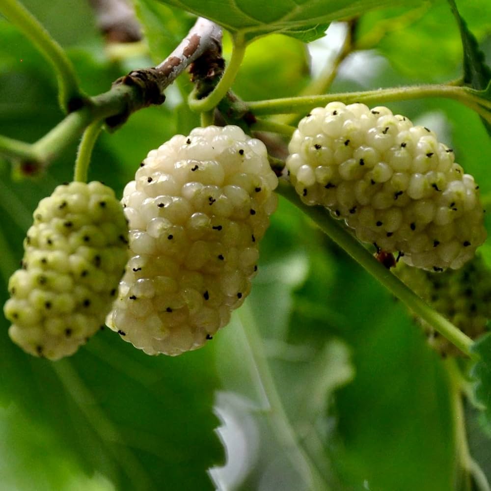 white morus flower seeds