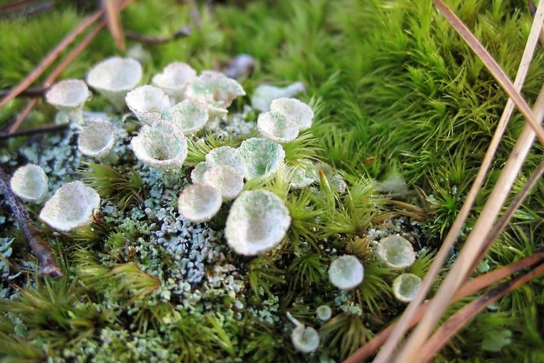 Green Moss herb seeds