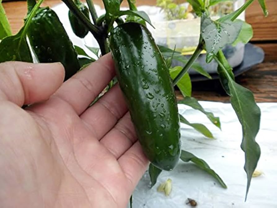 mucho nacho flower seeds