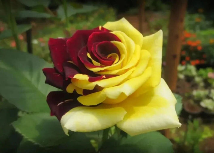 Semillas de rosas rojas y amarillas de Osiria, reliquia, sin OMG, alta germinación, semillas orgánicas de jardín para plantar