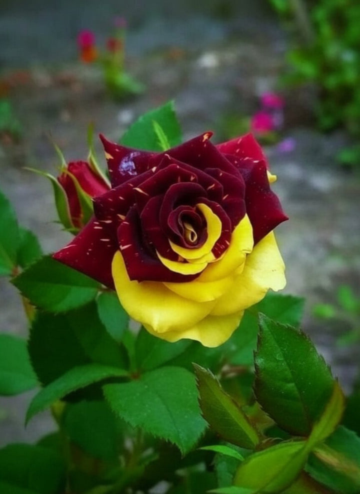 Semillas de rosas rojas y amarillas de Osiria, reliquia, sin OMG, alta germinación, semillas orgánicas de jardín para plantar