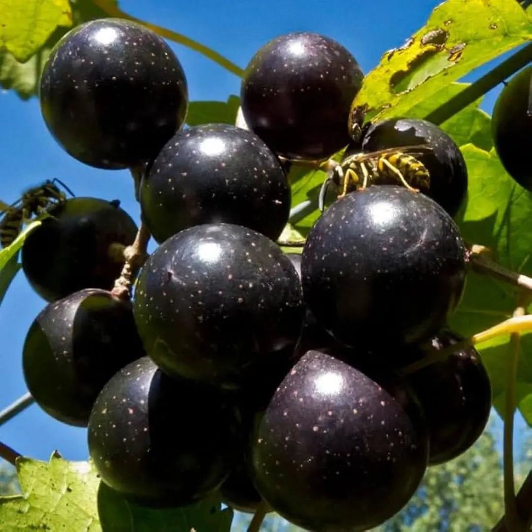 muscadine vitis flower seeds