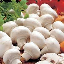 Mushroom For herb seeds