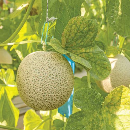 Brown Muskmelon Seeds – Heirloom, Non-GMO, High Germination Organic Garden Seeds