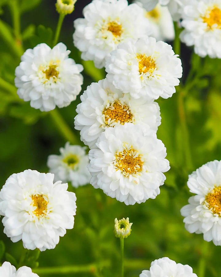 White Tanacetum Flower Seeds Heirloom Non-GMO High Germination Organic Garden Seeds for Planting