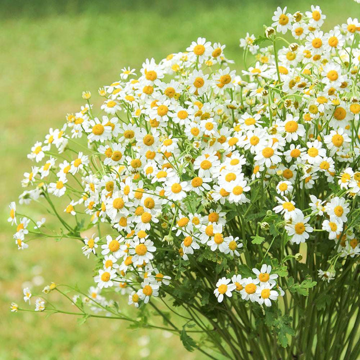 Mutterkraut Flower Seeds White – Heirloom, Non-GMO, High Germination Seeds