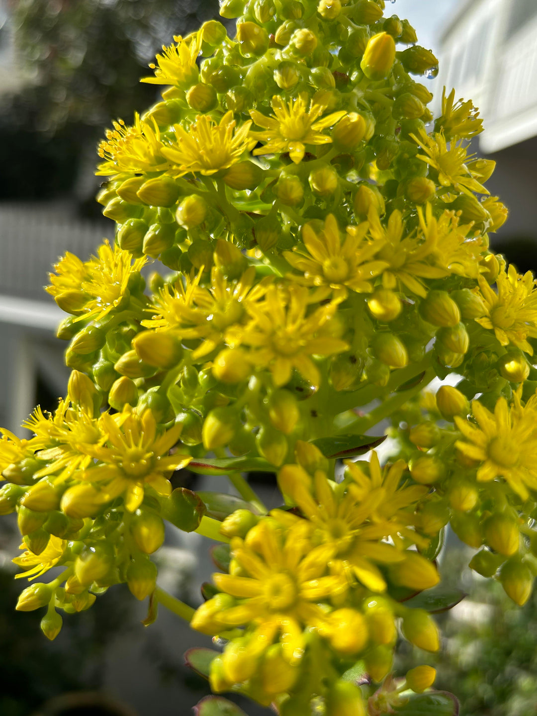 Yellow Aeonium Flower Seeds for Planting – Heirloom Non-GMO High Germination Organic Garden Seeds