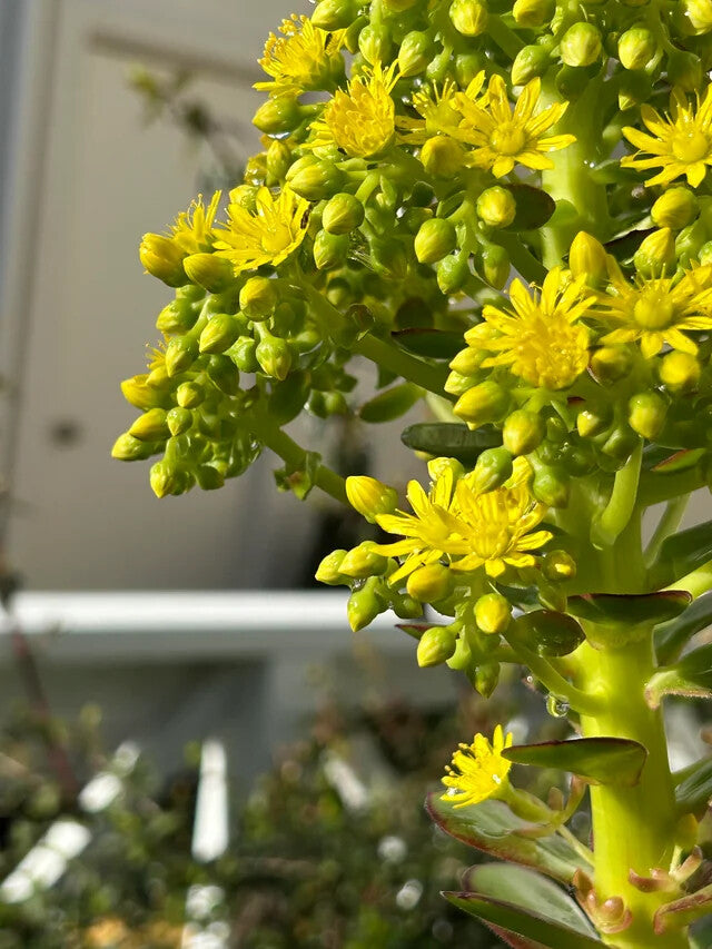 Yellow Aeonium Flower Seeds for Planting – Heirloom Non-GMO High Germination Organic Garden Seeds
