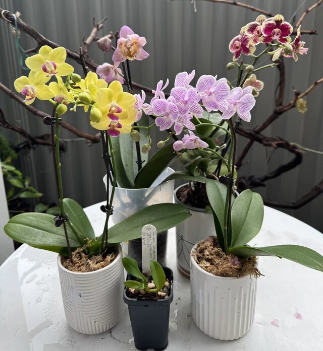 Mini Orchid Flower Seeds – Heirloom, Non-GMO, High Germination Seeds