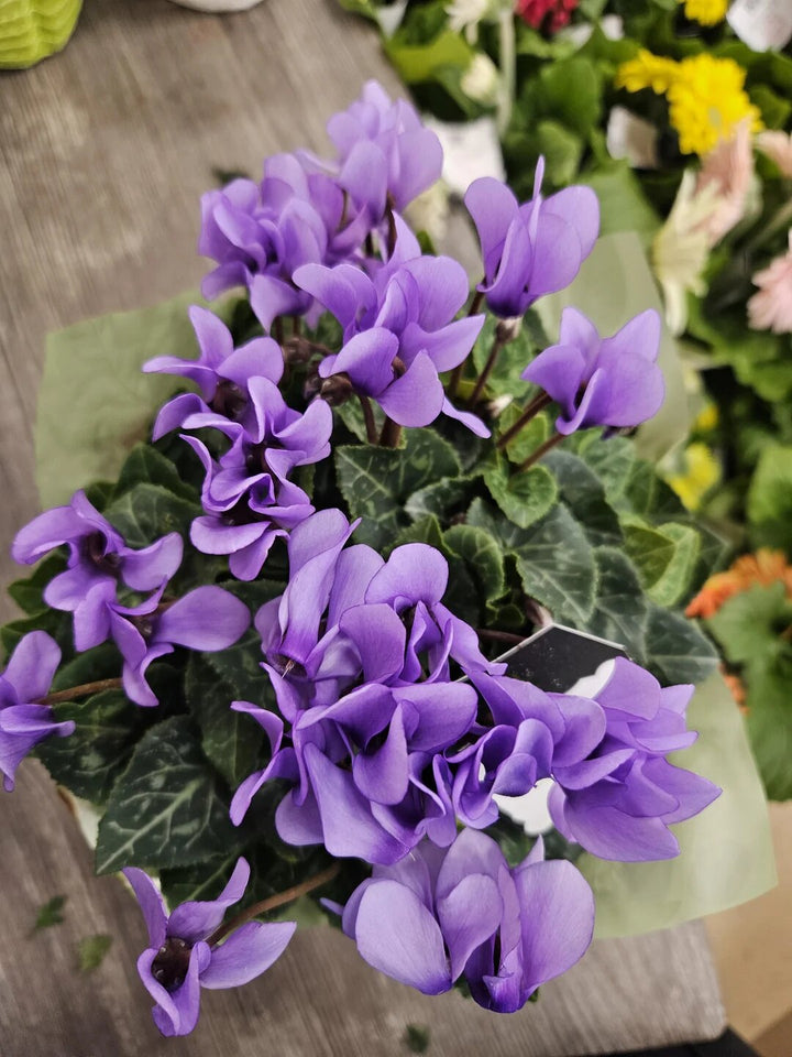 Semillas de flores de ciclamen violeta para plantar – Semillas reliquia sin OMG de alta germinación