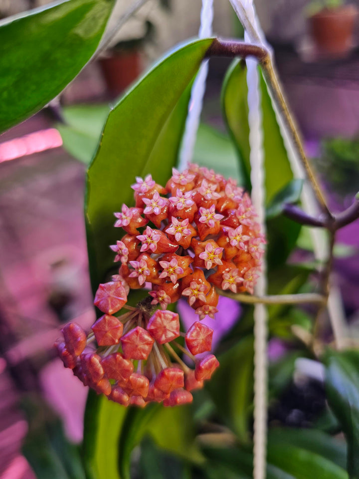 Orange Hoya Kerrii Flower Seeds – Heirloom, Non-GMO, High Germination Seeds