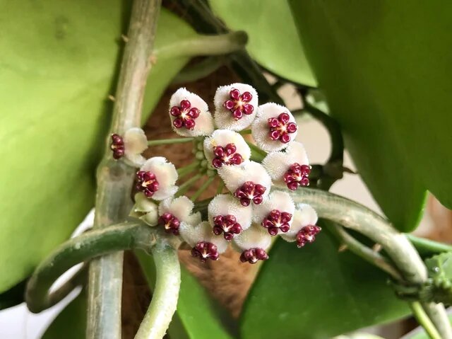 White Hoya Kerri Flower Seeds – Heirloom, Non-GMO, High Germination Seeds
