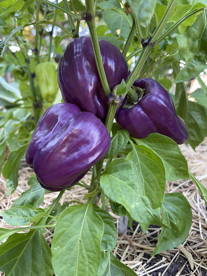 Bio-Pfeffersamen – Erbstück, gentechnikfrei, hohe Keimrate, Bio-Gartensamen zum Pflanzen