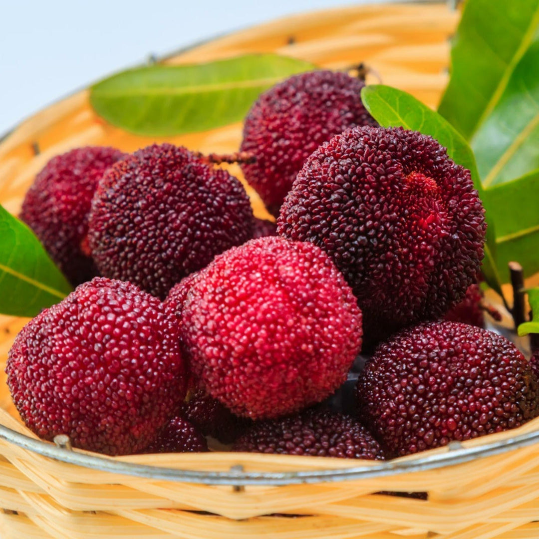 myrica pennsylvanica flower seeds