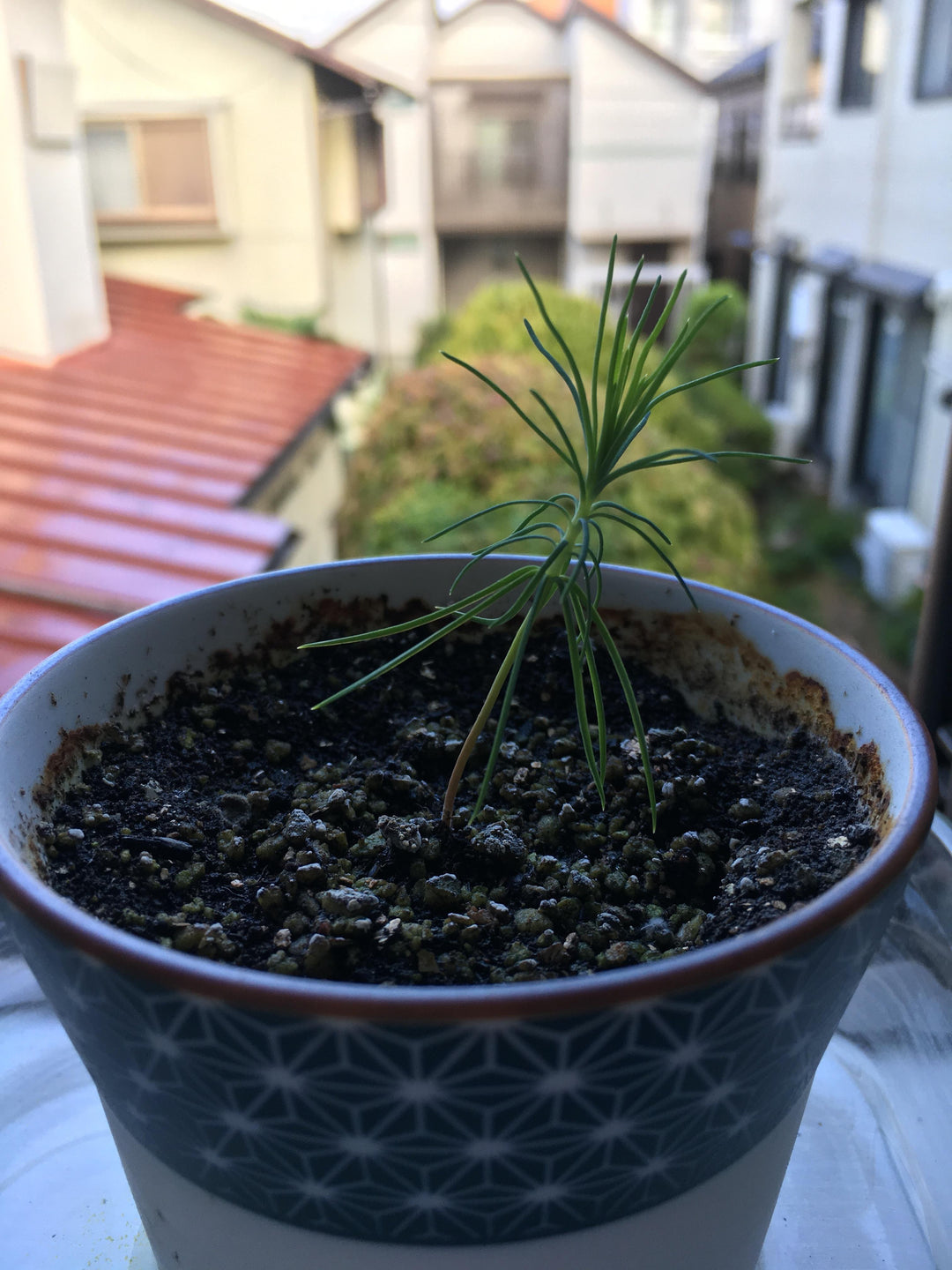 Green Kuromatsu herb seeds