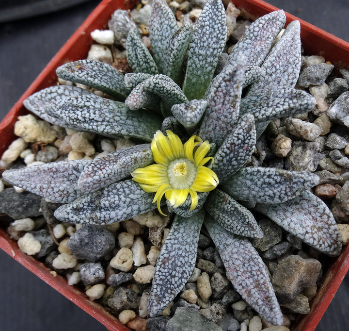 Green Nananthus herb seeds