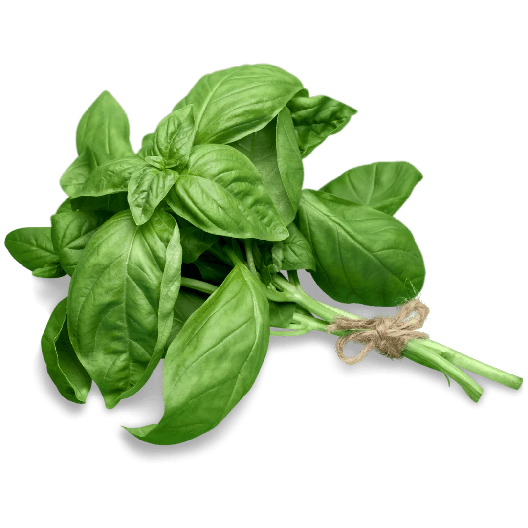 Napoletano Basil herb seeds