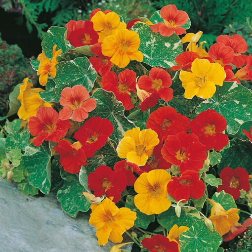 nasturtium alaska flower seeds