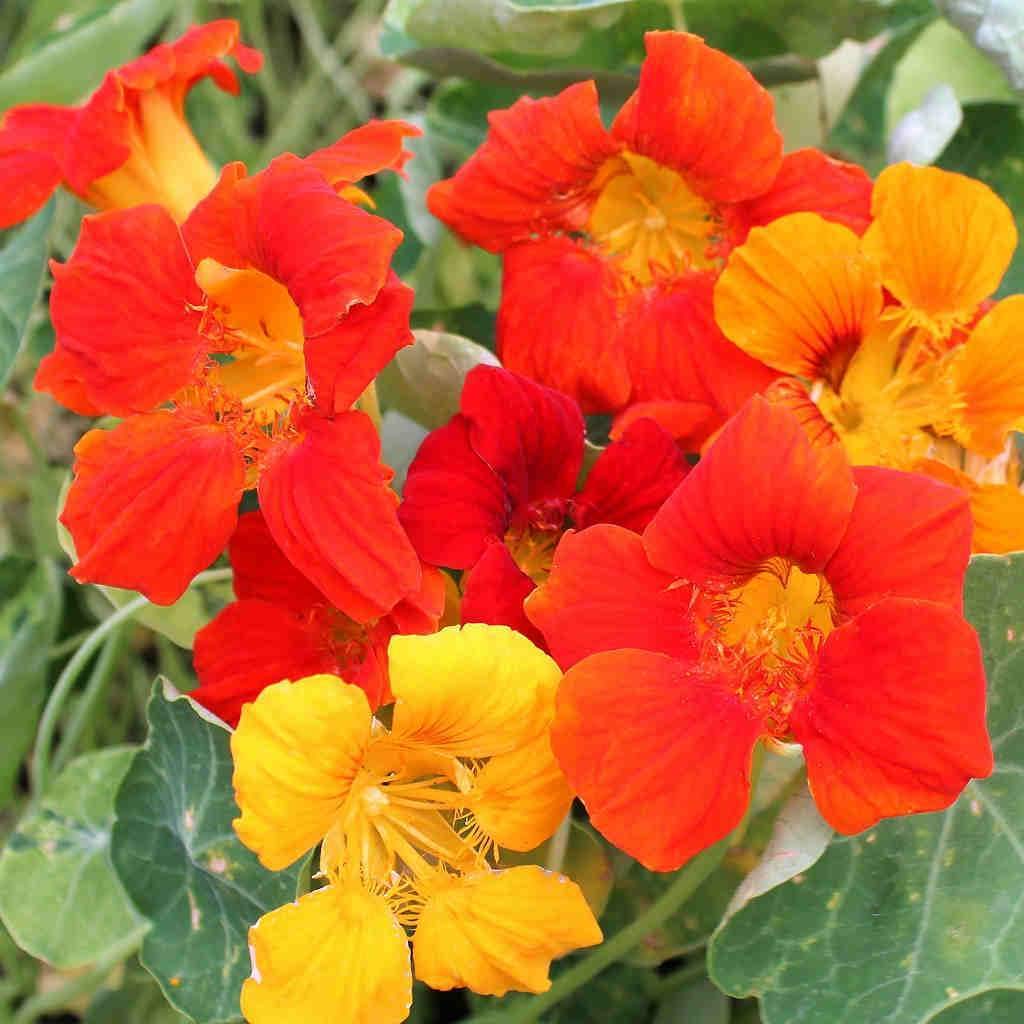 nasturtium vesuvio flower seeds