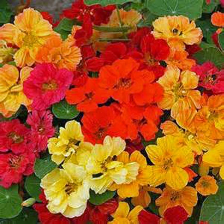 nasturtium whirlybird flower seeds