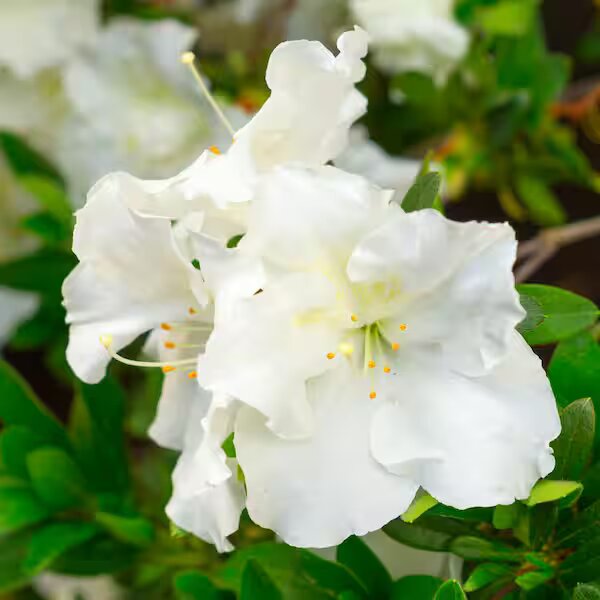 White Azalea Flower Seeds for Planting Heirloom Non-GMO High Germination Organic Garden Seeds