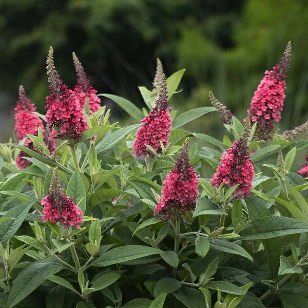 Pink Buddleia Flower Seeds for Planting – Heirloom Non-GMO High Germination Seeds