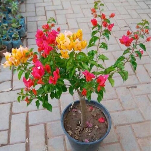Red Yellow Bougainvillea Flower Seeds Heirloom Non-GMO High Germination Organic Garden Seeds for Planting