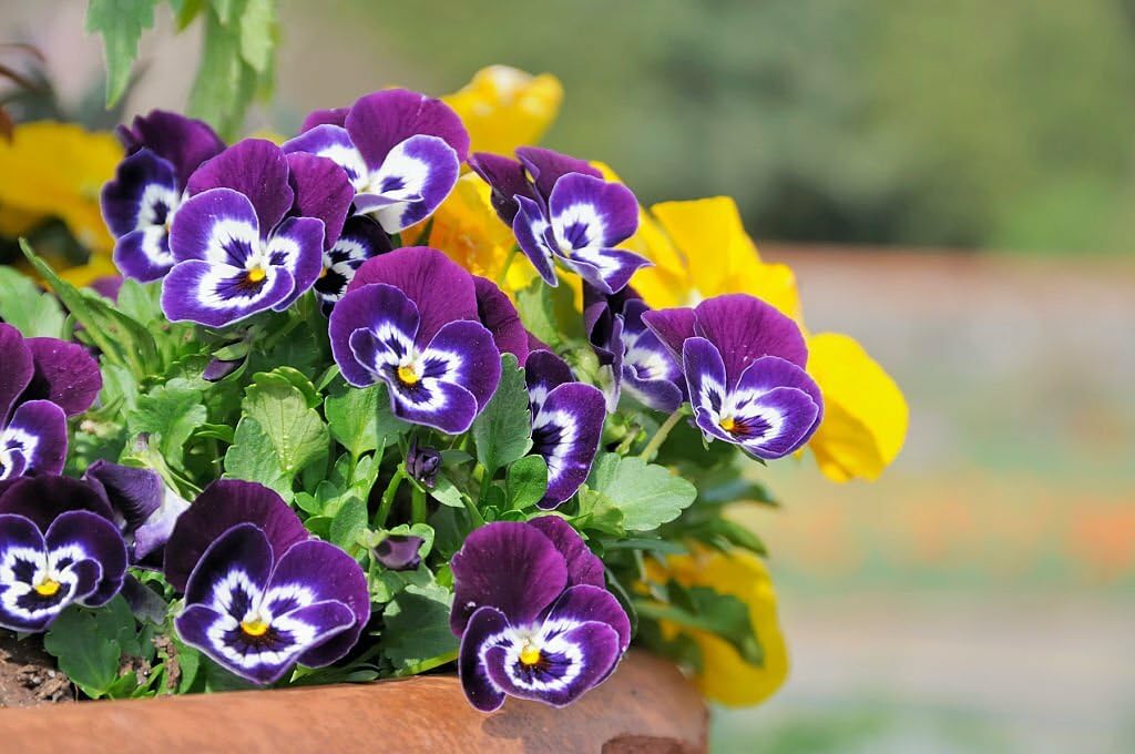 natural rose flower seeds