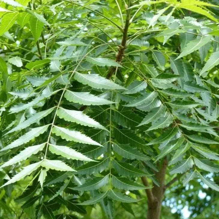 Neem Tree Seeds – Heirloom, Non-GMO, High Germination, Organic Garden Seeds