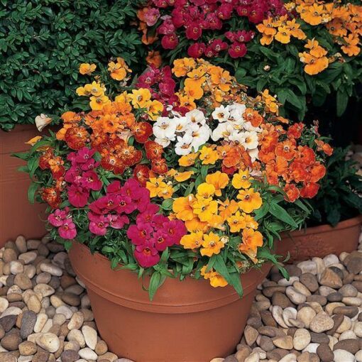 nemesia sundrop flower seeds