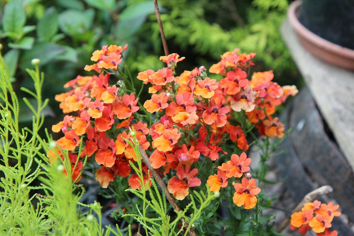 Semillas de flor de nemesia naranja – Herencia, no transgénicas, semillas de jardín orgánicas de alta germinación para plantar