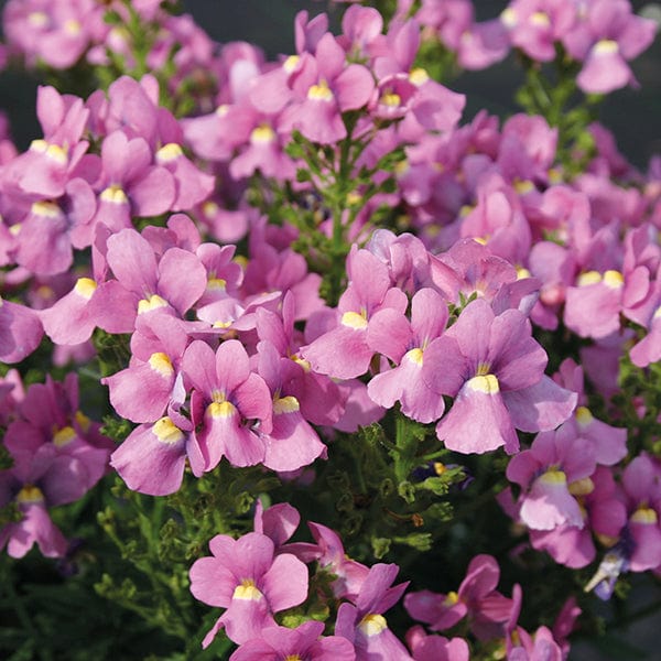 Rosa Nemesia Blumensamen – Alte Sorte, gentechnikfrei, hohe Keimfähigkeit, Bio-Gartensamen zum Pflanzen